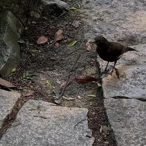 成人免费无码视频
